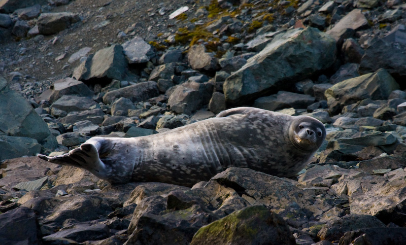 Weddell Seal